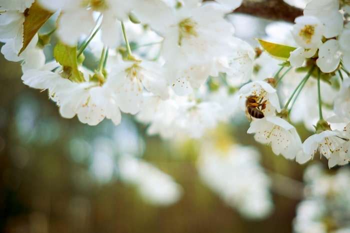 โทษของน้ำผึ้ง, manuka honey คือ