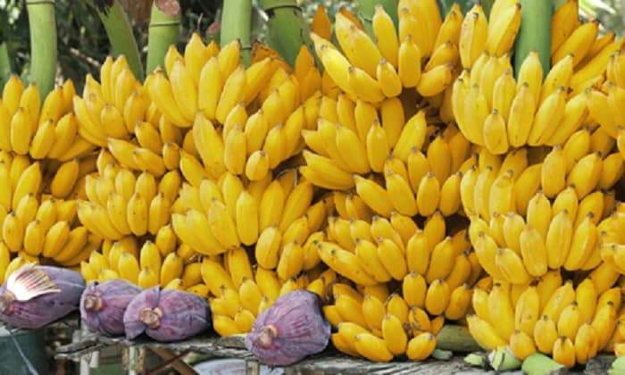กล้วยน้ำว้า ประโยชน์, สรรพคุณของกล้วยน้ำว้า
