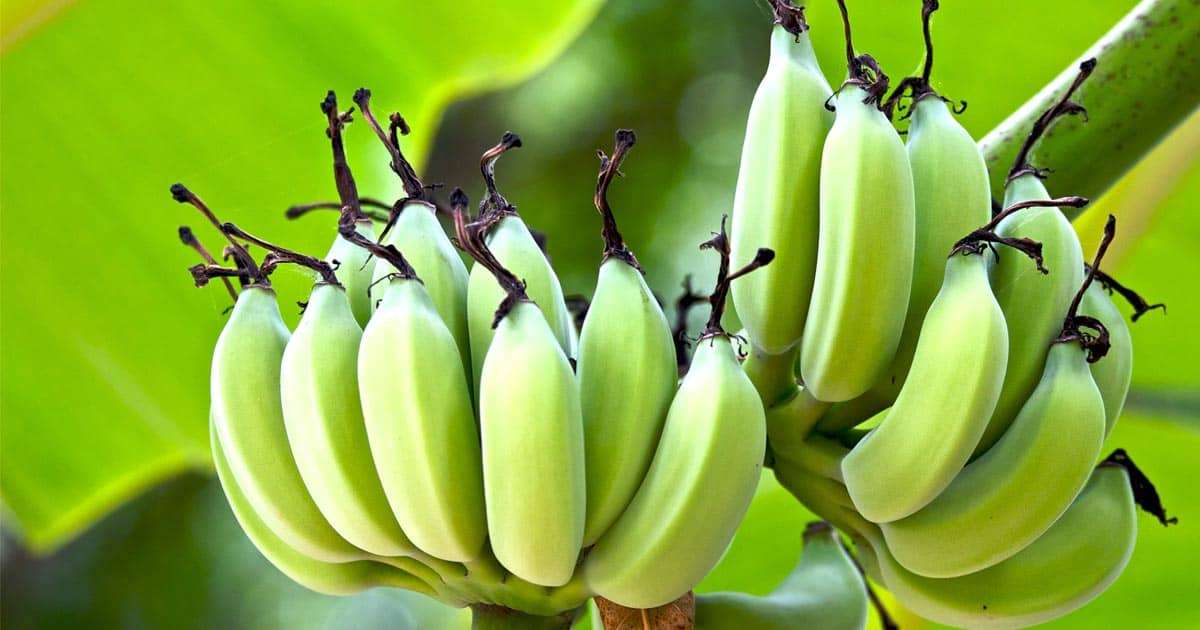 ทำความรู้จักประโยชน์ต้นกล้วย ต้นไม้สารพัดคุณค่า เป็นประโยชน์กับสุขภาพ