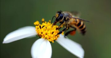 แก้พิษผึ้งต่อย, ผึ้งต่อยบวม วิธีรักษา