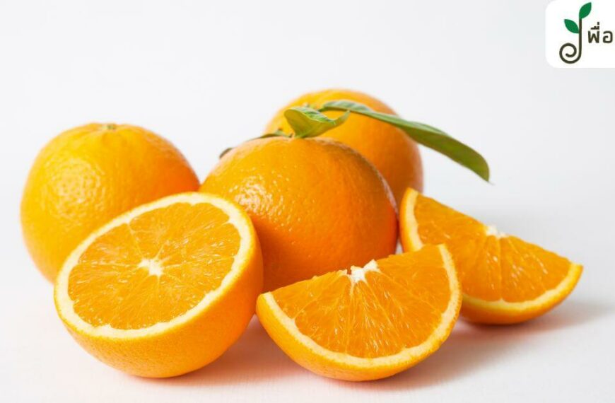 7 ประโยชน์ของส้ม ที่ควรรู้ วิตามินซีมีเยอะแค่ไหน มาดูกัน !