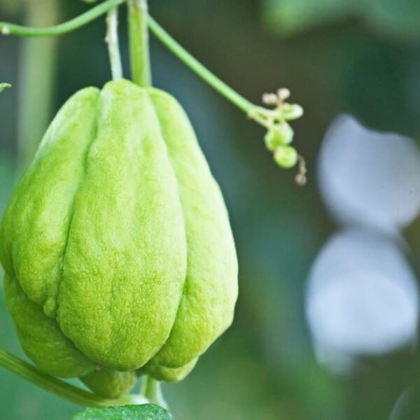 ฟักแม้วกินดิบได้ไหม ? ชวนรู้จักผักชะลอวัย พร้อมเมนูทำง่าย กินอร่อยกัน !