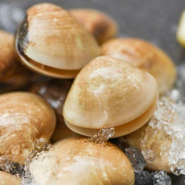 แชร์ไอเดีย 8 เมนูหอยตลับ มากินหอยตลับให้อร่อยกันเถอะ !