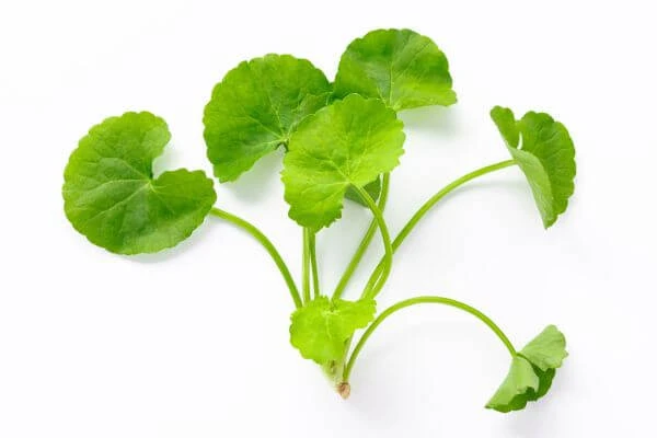 สมุนไพรดับร้อนในร่างกาย, สมุนไพรแก้ร้อนใน