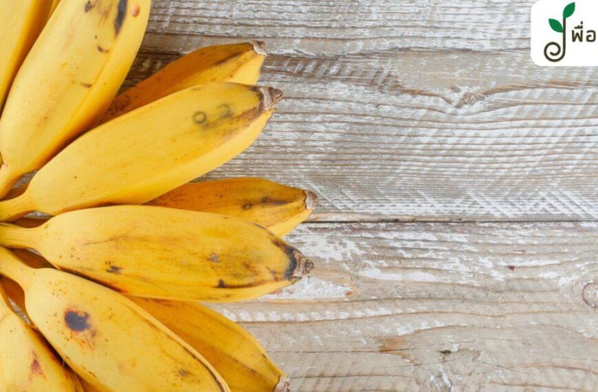 10 กล้วยน้ำว้าสุก เมนู ทำง่าย เตรียมของไม่เยอะ กินกับใคร ก็บอกว่าอร่อย !