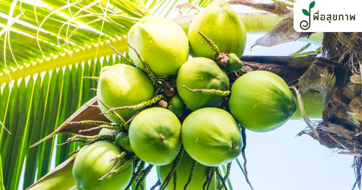 มะพร้าว ทำอะไรได้บ้าง, มะพร้าว ประโยชน์